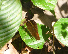 Xanthotaenia busiris