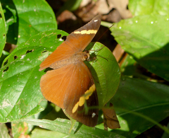 Xanthotaenia busiris