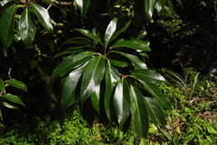 Schima superba kankaoensis