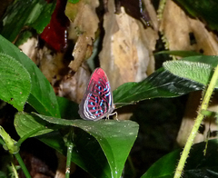 Paralaxita damajanti
