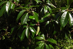 Schima superba kankaoensis