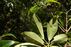 Schima superba kankaoensis