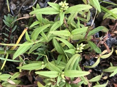 Persicaria prostrata