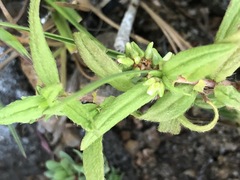 Persicaria prostrata