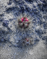Astropyga pulvinata