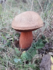Suillellus mendax
