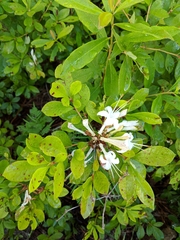 Rhododendron viscosum