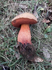 Suillellus mendax
