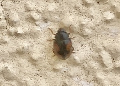 Scymnus subvillosus