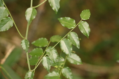 Ventilago pubiflora