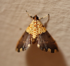 Agrotera basinotata