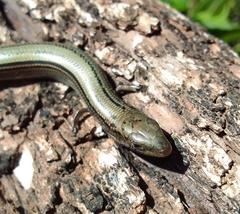 Chalcides mertensi