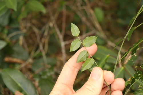 Image of Ventilago pubiflora by (c) Greg Tasney, some rights reserved (CC BY-SA)
