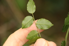 Ventilago pubiflora