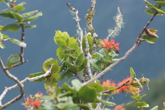 Metrosideros collina