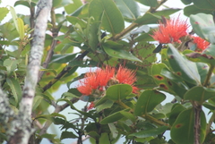 Metrosideros collina