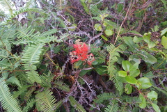 Metrosideros collina