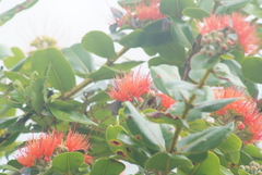 Metrosideros collina