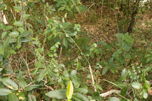 Image of Ventilago pubiflora by (c) Greg Tasney, some rights reserved (CC BY-SA)