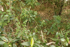 Ventilago pubiflora