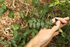 Ventilago pubiflora