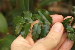 Ventilago pubiflora