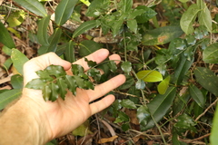 Ventilago pubiflora
