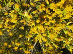 Parastrephia quadrangularis