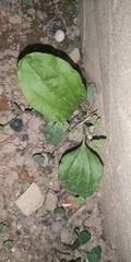 Plantago asiatica