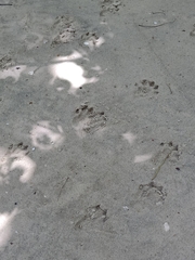 Lutrogale perspicillata