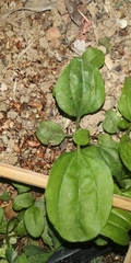 Plantago asiatica