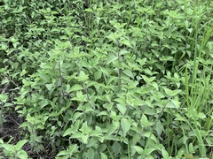 Salvia occidentalis