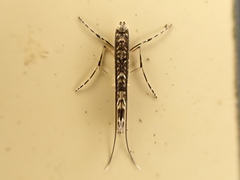 Conopomorpha cyanospila