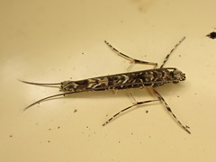 Conopomorpha cyanospila