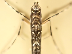 Conopomorpha cyanospila