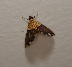 Agrotera basinotata