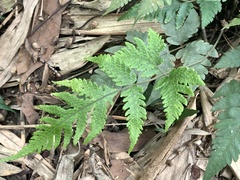 Tectaria fuscipes