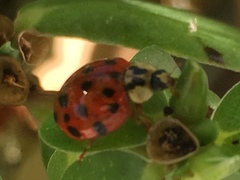 Harmonia axyridis