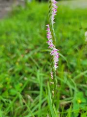 Spiranthes sinensis