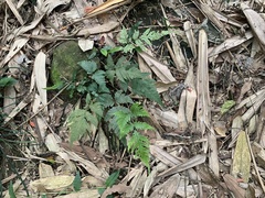 Tectaria fuscipes