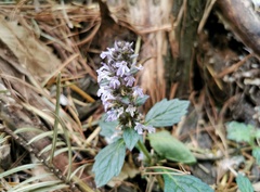 Ajuga nipponensis