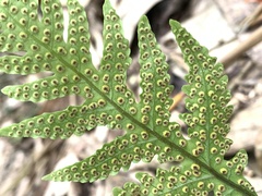 Tectaria fuscipes