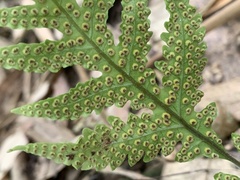 Tectaria fuscipes
