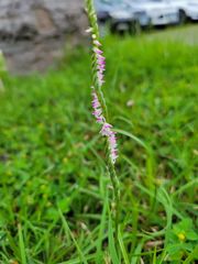 Spiranthes sinensis