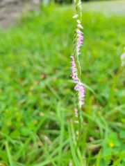 Spiranthes sinensis