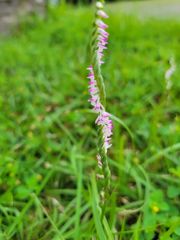Spiranthes sinensis