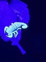 Pseudouroctonus santarita