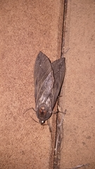 Abantiades atripalpis