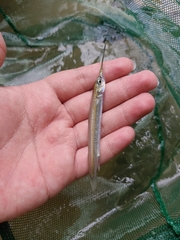 Zenarchopterus buffonis