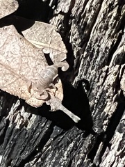 Pseudouroctonus santarita